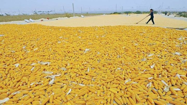 Qarğıdalının qiyməti 7 ilin ən yüksək səviyyəsində