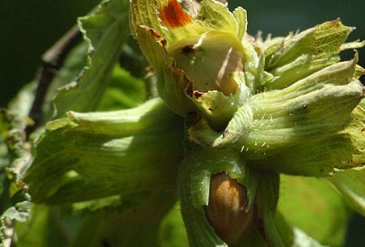 Tezyetişən sortların yığımına başlanılıb, satış qiyməti 2 manatdır