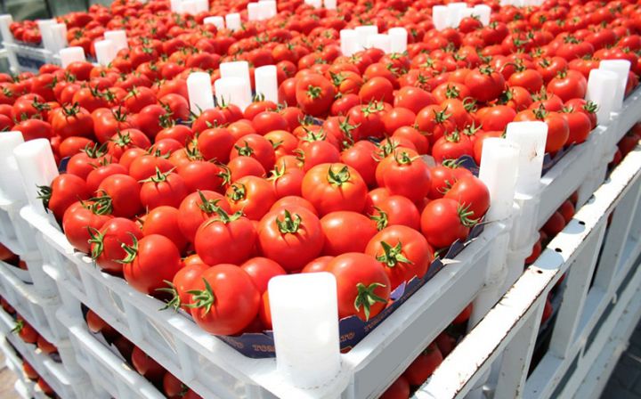 Azərbaycandan Rusiyaya pomidor ixracı kəskin artıb