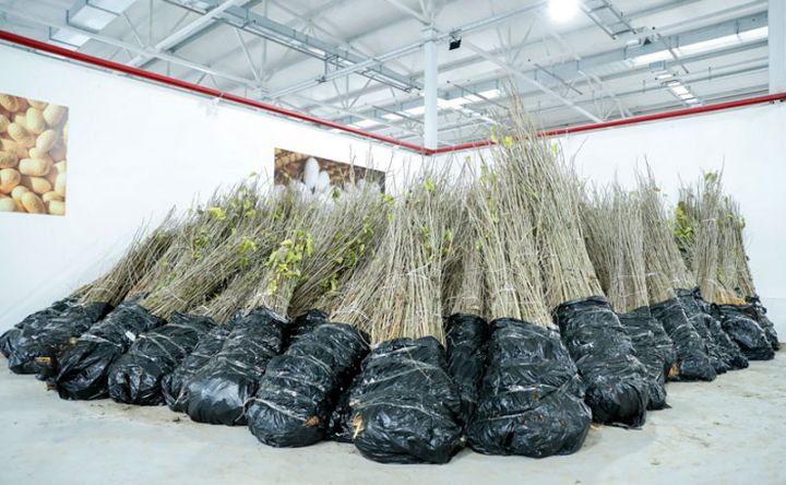 Azərbaycanda yetişdirilmiş 1 milyona yaxın yerli tut tingi fermerlərə paylanıb