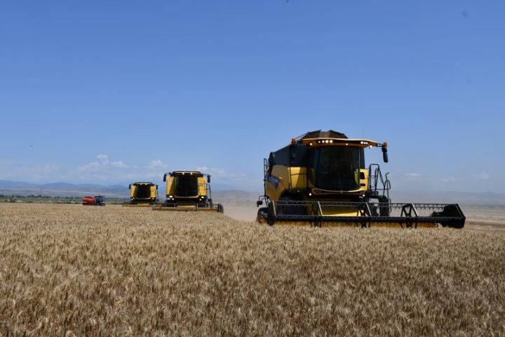 Aqroparklarda buğda istehsalı üzrə orta məhsuldarlıq açıqlanıb