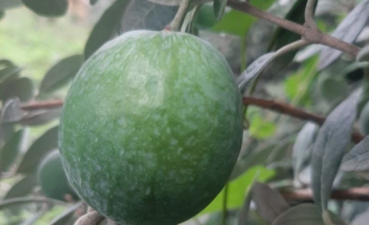 “Alıcımız çoxdur, qapımıza gəlib aparırlar”