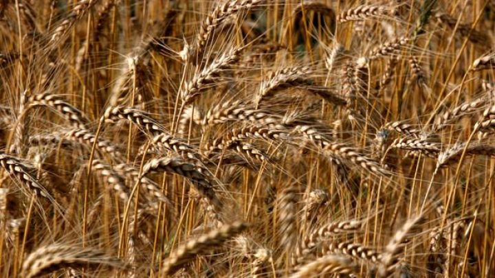 Sazişin dayandırılması ilə buğdanın qiyməti yüksəlir