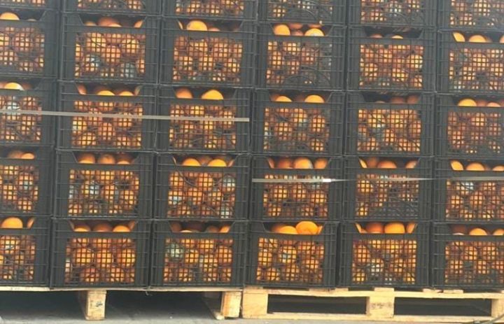 “Amotrade” şirkətinin Türkiyədən gətirdi 15 ton portağalda virus aşkarlanıb - Məhv edilib