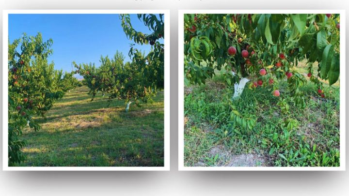 Qadın sahibkar bağçılığın inkişafı layihəsi üçün güzəştli kredit alıb