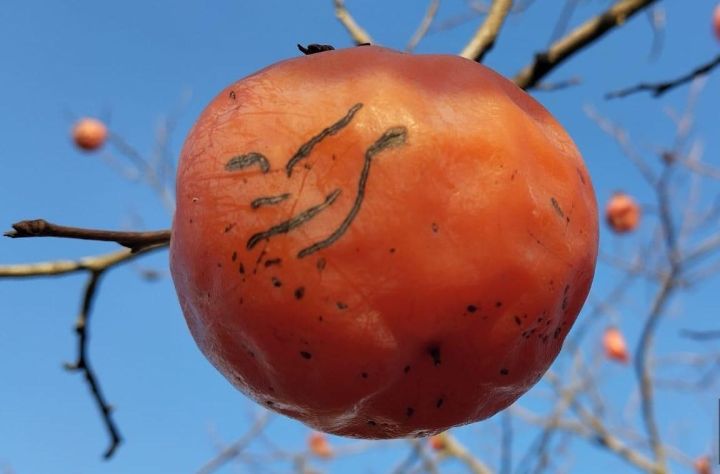"Xurma bağlarda qalıb, qiymət 20 qəpiyə düşsə də, alıcı tapılmır"
