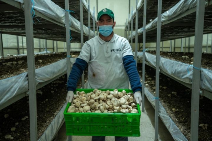 Laçında ilk dəfə “Şampinyon” və “İstiridye” göbələk sortları becərilir