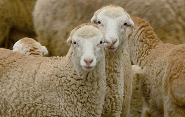 Bu cins 2-3 dəfə çox gəlir gətirir - Quzusu 280 manatdan başlayır, böyükləri isə 500-800 manatdır