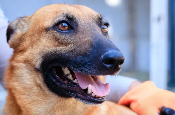 Bank ANAMA-ya daha 2 xüsusi təlim keçmiş minaaxtaran iti ianə edib