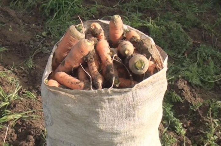 "Bu il daha az yerkökü əkmişik. Gələn il də bu il əkdiyimizin yarısı qədər əkəcəyik"