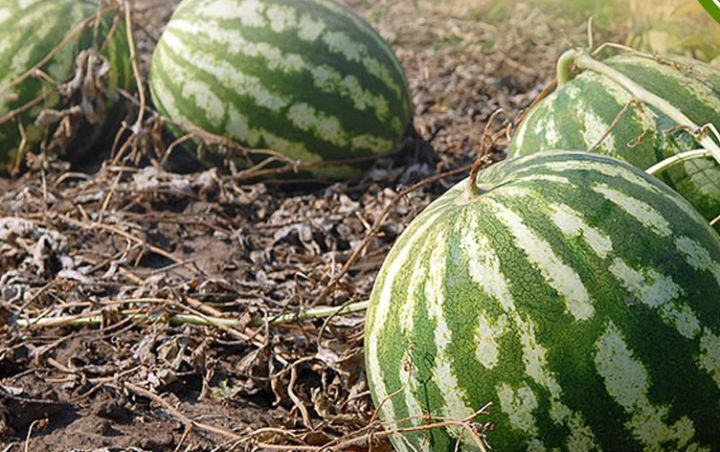 Azərbaycanda qarpız sahələrinin sığortalanması mösümü başlayıb – ŞƏRTLƏR, MƏBLƏĞLƏR