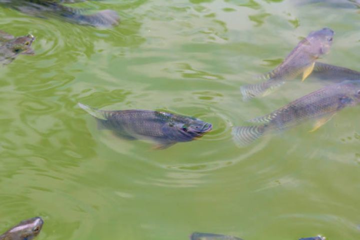 Nazirlər Kabinetindən balıqartırma zavodları və balıq şərkətilə bağlı qərar